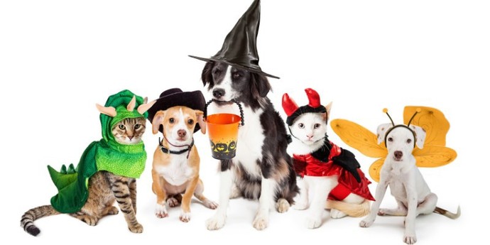 Would you take your pets trick or treating?