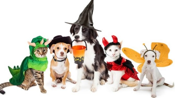 Would you take your pets trick or treating?
