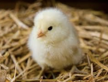 What do you think of this farm chick?