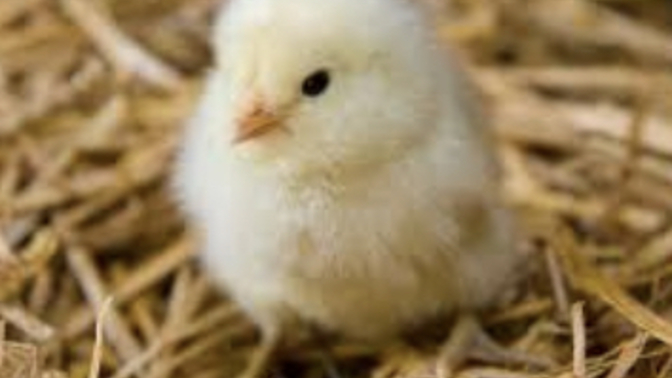 What do you think of this farm chick?