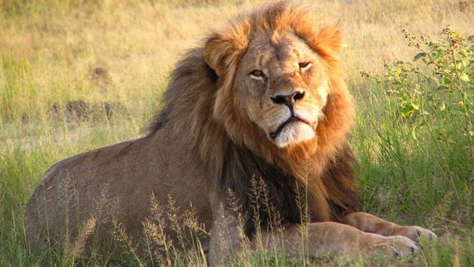 What would you do if a lion was your classmate?