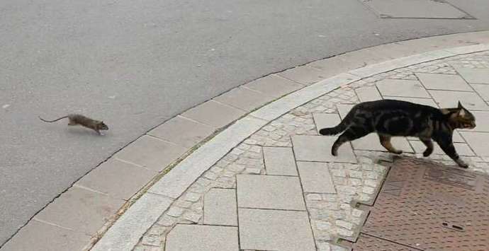 I saw a rat chasing a cat is this normal?