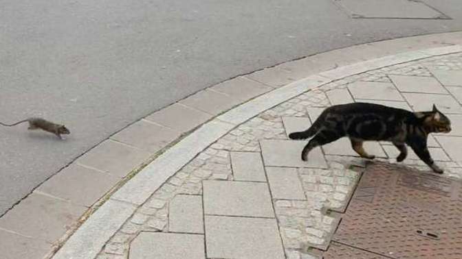 I saw a rat chasing a cat is this normal?