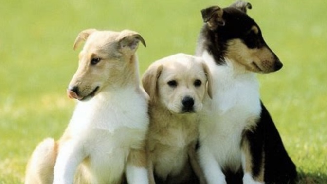 Which gender approves most, the consumption of cats and dogs?