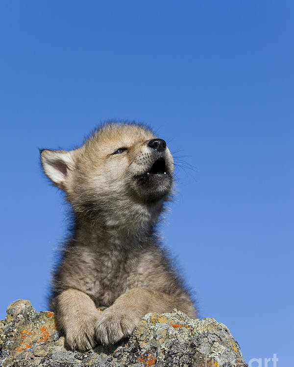 What animal best describes you, and why?