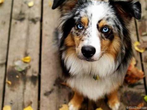 Meet Joey