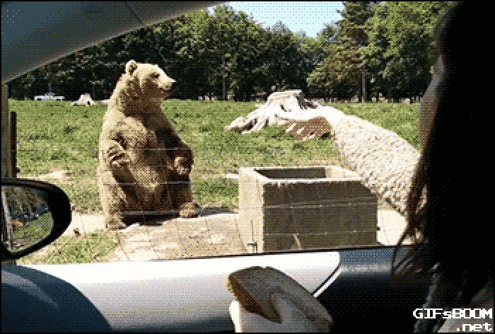 What animal best describes you, and why?