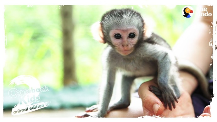 What animal best describes you, and why?