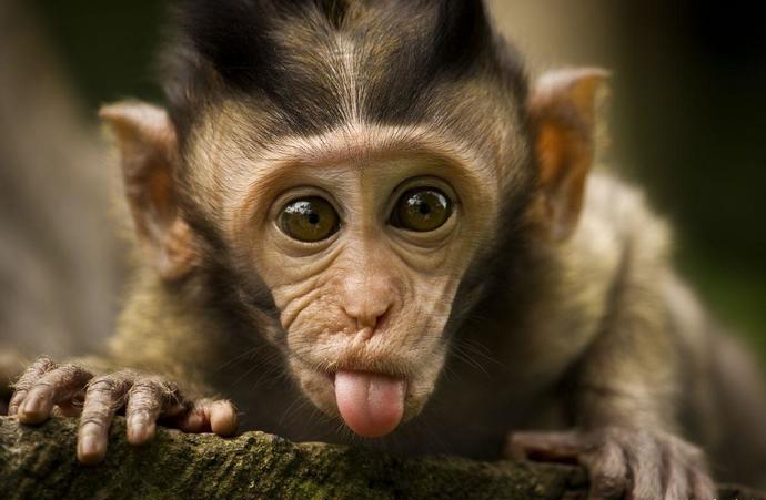 What animal best describes you, and why?