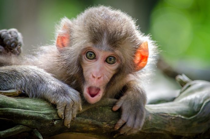 What animal best describes you, and why?