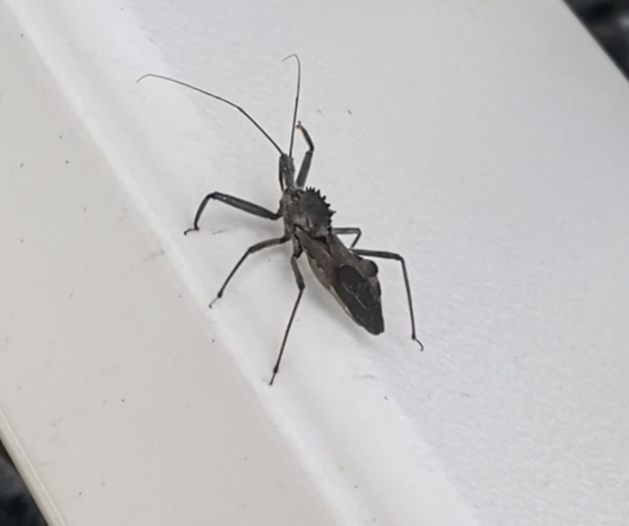 What critter is this?