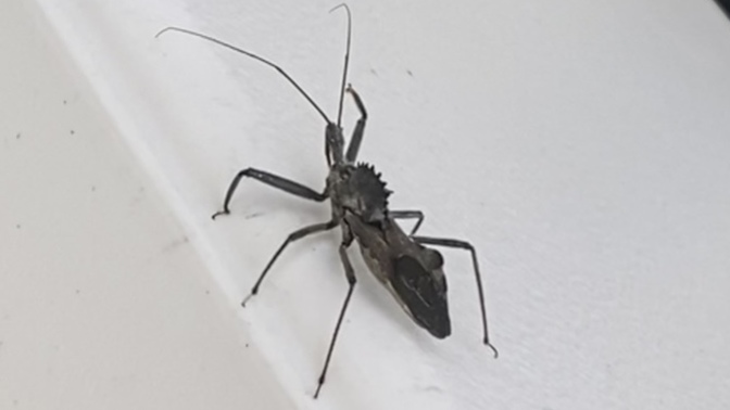 What critter is this?