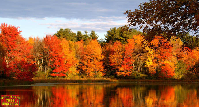 Its Autumn, how are the trees doing in your area?