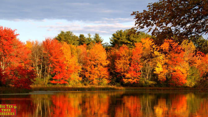 It's Autumn, how are the trees doing in your area?