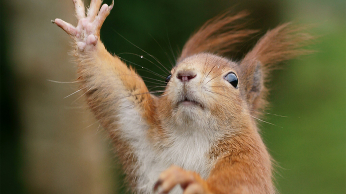 Why does squirrel keep hiding nuts in the dirt of my plants?