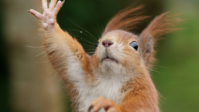 Why does squirrel keep hiding nuts in the dirt of my plants?
