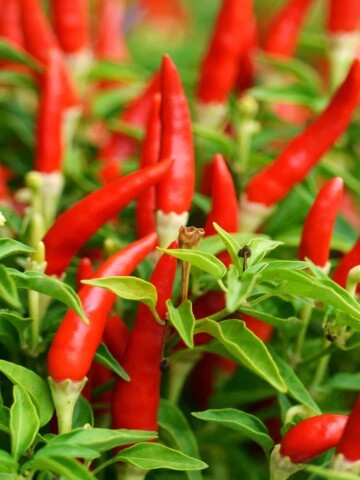 Do you like red hot chilli pepper?
