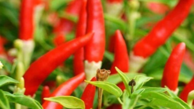 Do you like red hot chilli pepper?