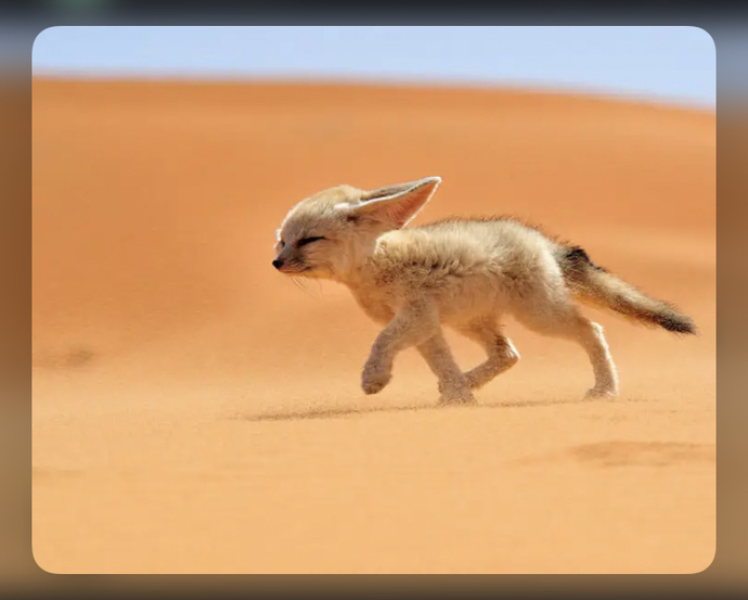 🦊 Well, what do the foxes actually say?