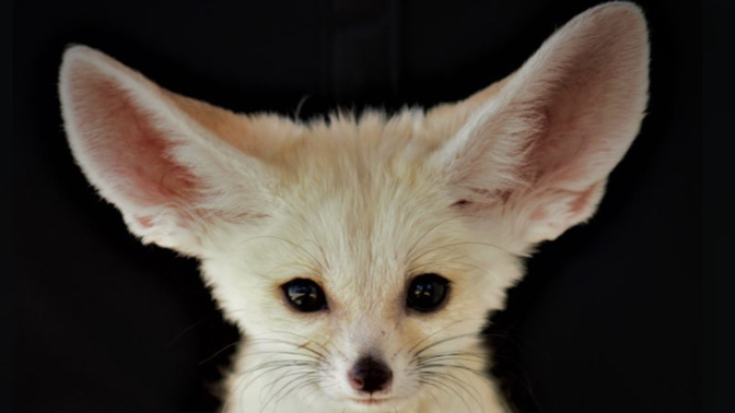 🦊 Well, what do the foxes actually say?