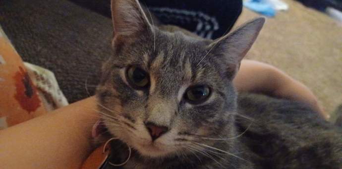 How Often Should You Take Your Cat To The Vet?