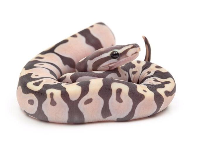 a cute scaleless cutie 