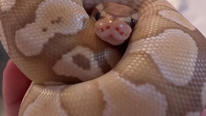 Are Girls with Snakes a Turn Off?