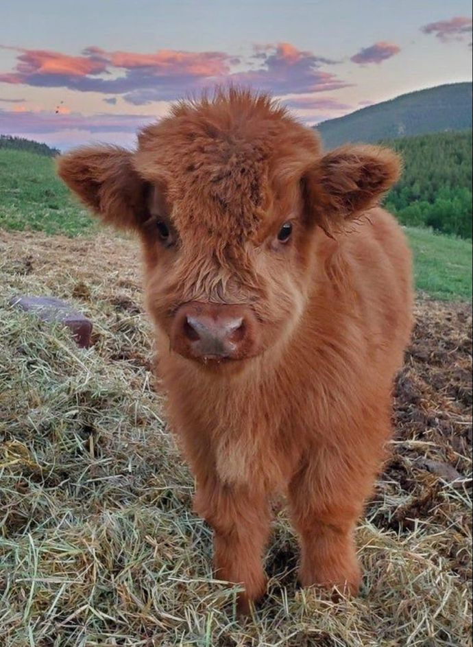 What would your reaction be, if we were dating and for our anniversary , I bought you a cow?