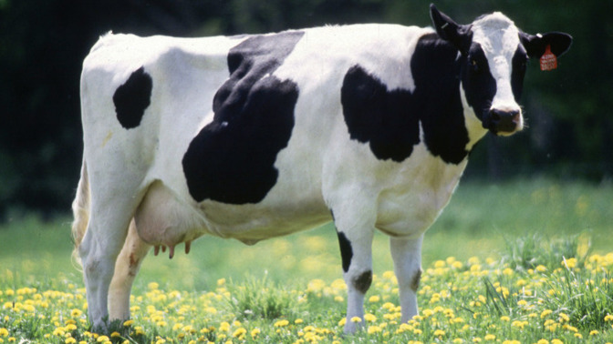 What would your reaction be, if we were dating and for our anniversary , I bought you a cow?