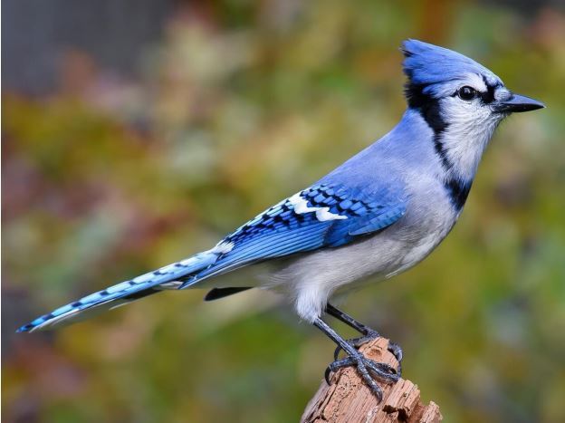 Have you ever assaulted a bird?