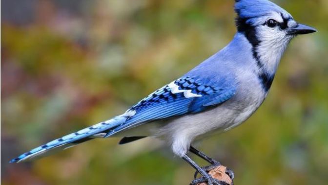 Have you ever assaulted a bird?