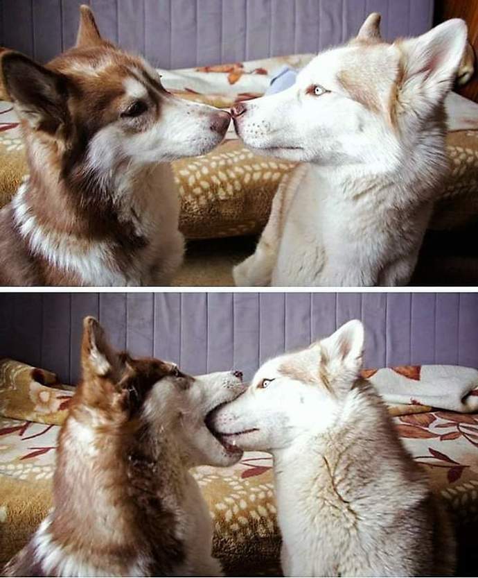 Do you love 💕 cats 🐈? or dogs 🐕?