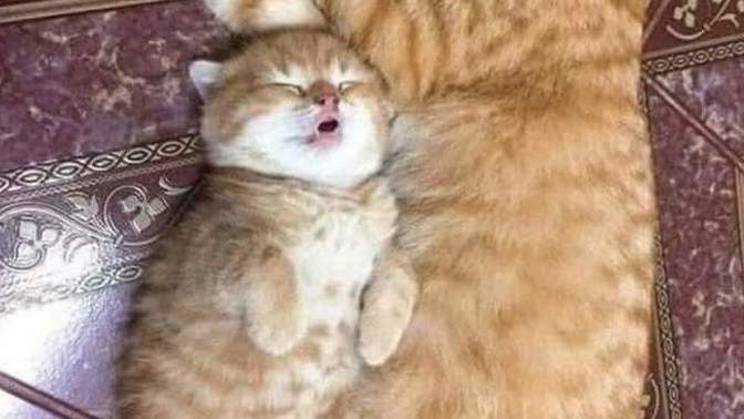 Do you love 💕 cats 🐈? or dogs 🐕?