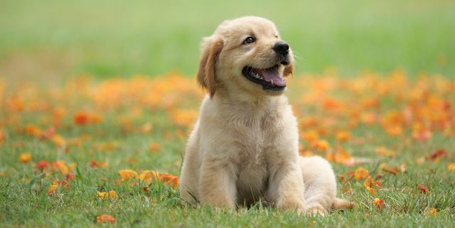 Has your dog ever cried at night?