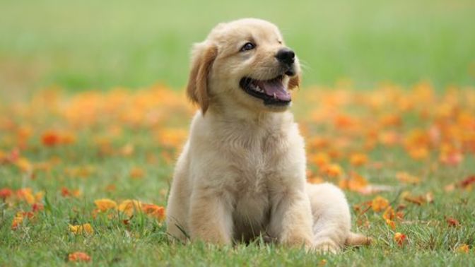 Has your dog ever cried at night?