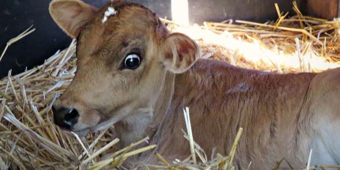 Would you ever go vegan?