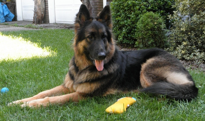 What's the deal breaker: friends, family, or pets not liking your potential partner?