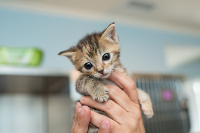 Would you ever try kitten stew?