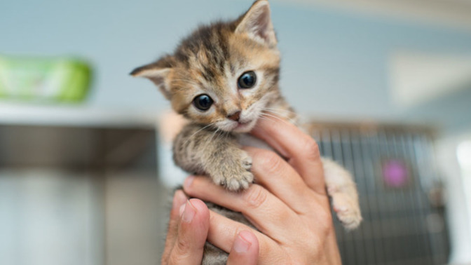 Would you ever try kitten stew?