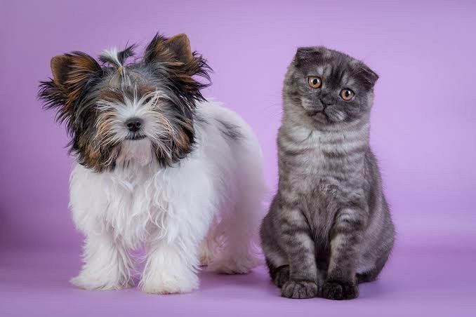 What is your favourite breed of dog or cat?