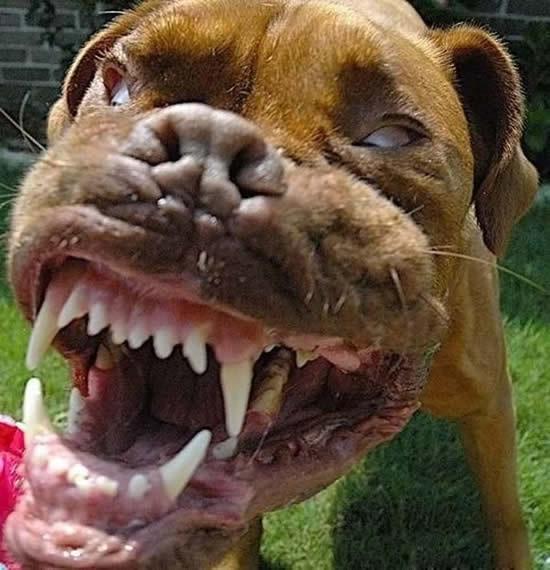 What is your favourite breed of dog or cat?