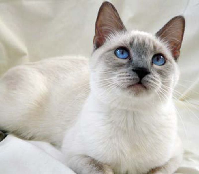 Luna the cat...