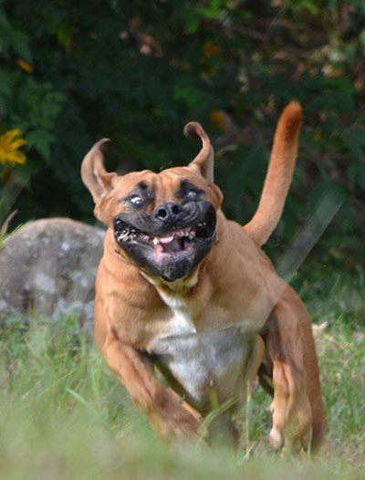 What is your favourite breed of dog or cat?
