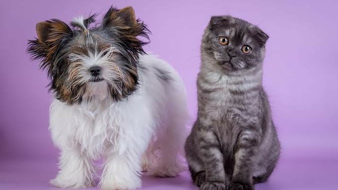 What is your favourite breed of dog or cat?