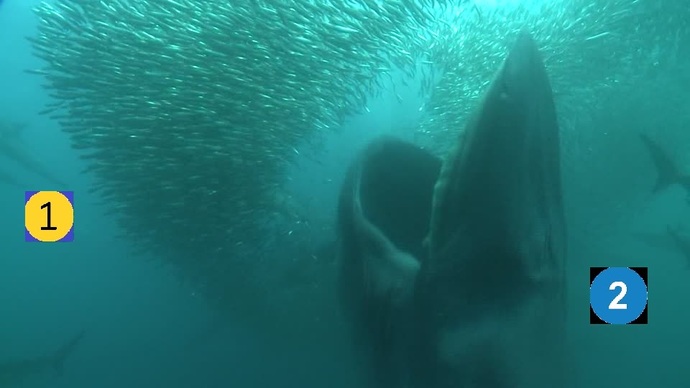 Which one of these fishes would you choose?