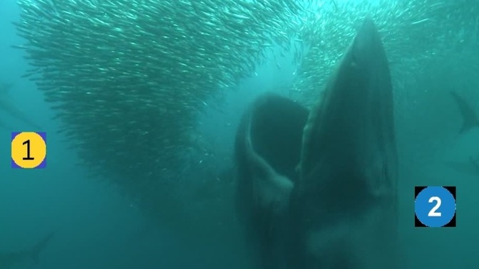 Which one of these fishes would you choose?
