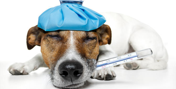 Have you ever considered pet health insurance?