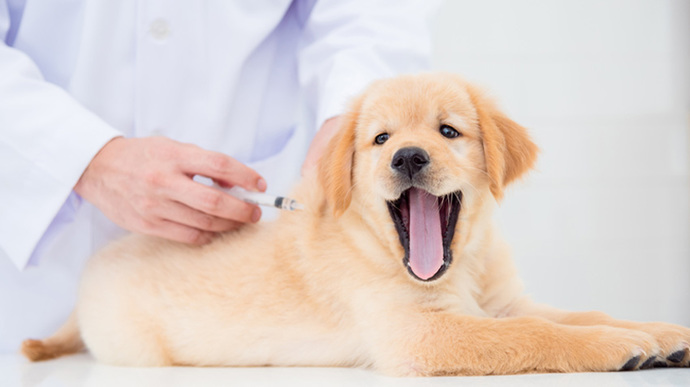 Have you ever considered pet health insurance?