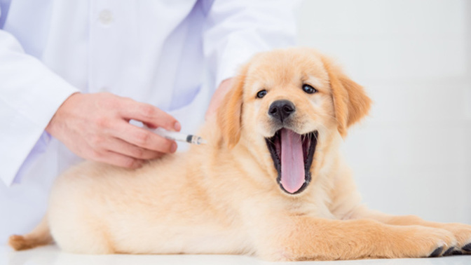 Have you ever considered pet health insurance?