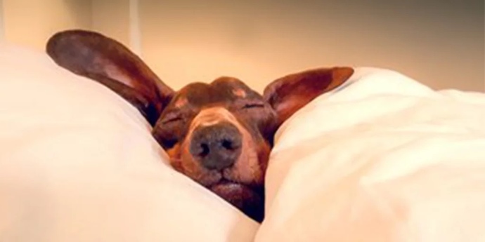 How Much Sleep Do You Need Nightly?